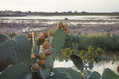 Close-up of prickly pear cactus on field