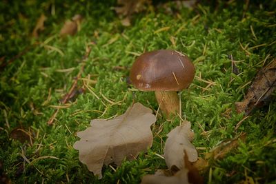 Close-up of mushroom growing on field