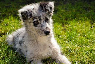 Dog standing on grassy field