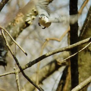 Close-up of nuthatch flying against bare tree