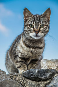Portrait of cat sitting on rock