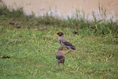 Bird perching on grass