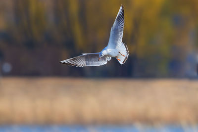 Seagull flying outdoors