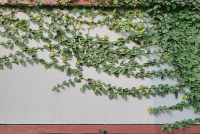 Close-up of ivy on wall