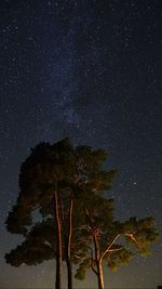 Low angle view of tree against sky at night