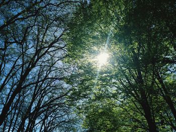 Low angle view of trees against sky