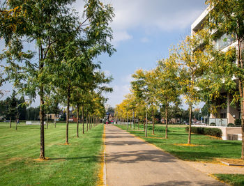 Road amidst trees on field