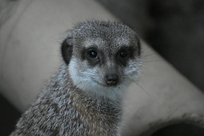Close-up portrait of rabbit