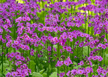 Close-up of pink flowering plants