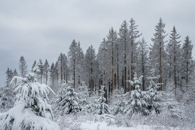 Snow covered land and trees against sky