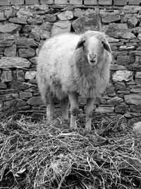 Portrait of sheep on field