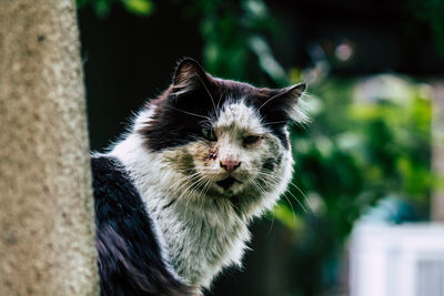 Close-up portrait of cat by outdoors