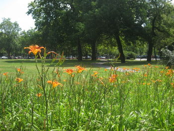 Plants growing on field