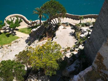 High angle view of plants