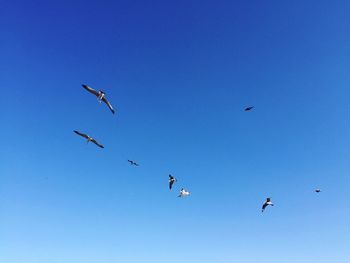 Low angle view of birds flying in sky