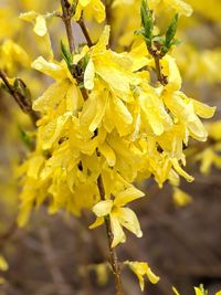 Close-up of yellow flowering plant