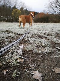 Dog standing on snow covered land