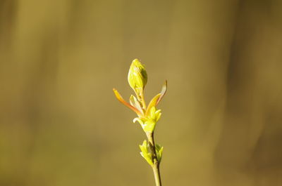 Close-up of yellow flower buds