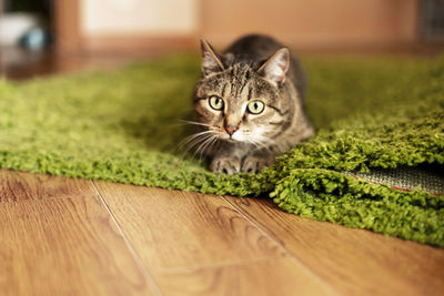 Striped tabby beige cat lying on green carpet and getting ready to jump in home room cute pets 