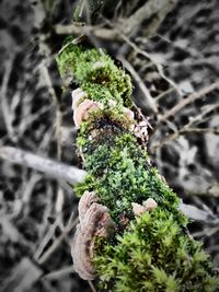 Close-up of plants