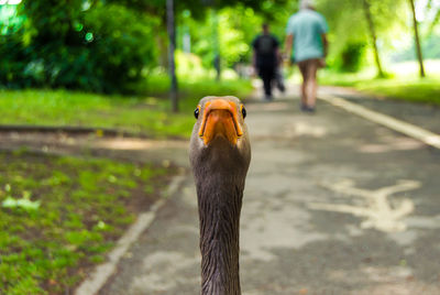 Close-up of a bird walking on the ground