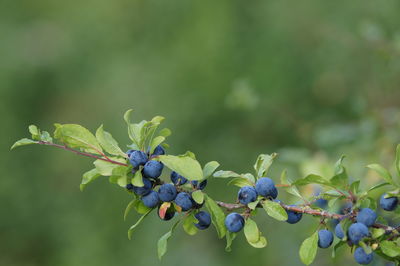 Close-up of berries growing on plant