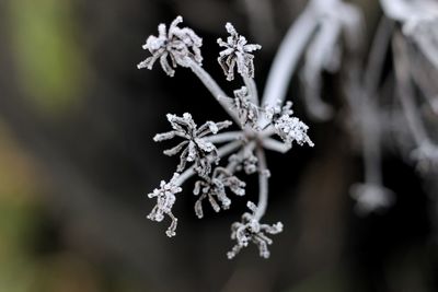 Close-up of frozen plant