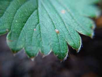 High angle view of plant leaves on field