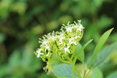 Close-up of flowering plant
