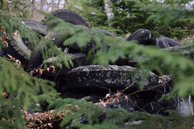 Close-up of plants and trees on field in forest