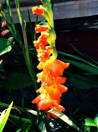 Close-up of orange rose flower