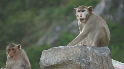 Monkeys sitting on rock against blurred background