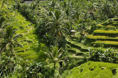 Plants growing on field