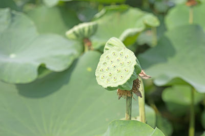 Close-up of lotus water lily