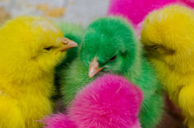 Close-up of a young birds