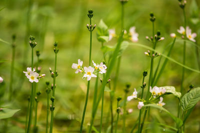 Beautiful white water violet bach flowers blossoming in the forest pond. 