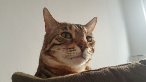 Close-up of cat sitting