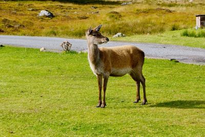 Sheep standing in a field