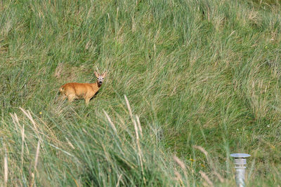 Deer on grassy field