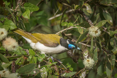 Close-up of bird perching on branch