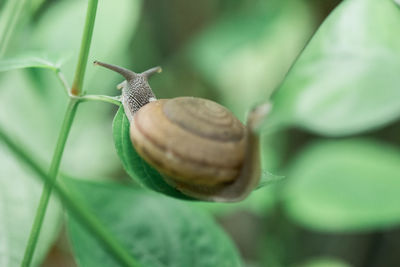 Close-up of snail on leaf