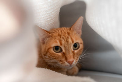 Close-up portrait of a cat
