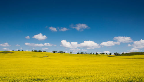 Scenic view of field against sky