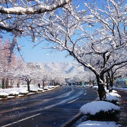 Road passing through bare trees