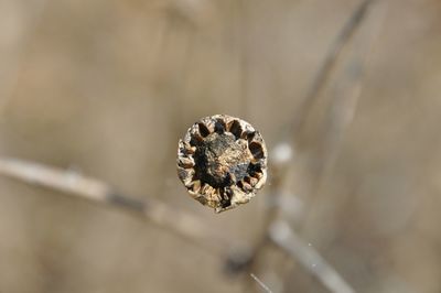 Close-up of plant against blurred background