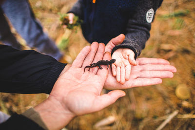 High angle view of hands holding lizard