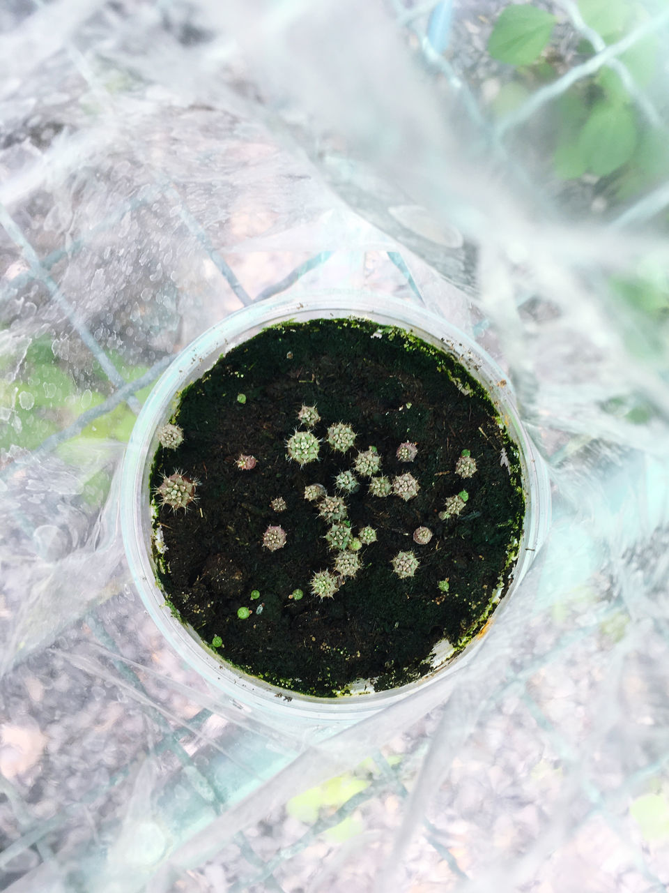 CLOSE-UP OF POTTED PLANT IN GLASS