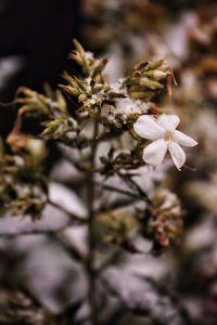 Close-up of white flowering plant