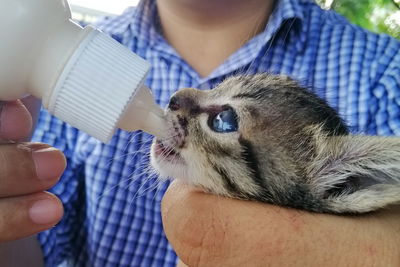 Close-up of hand holding cat