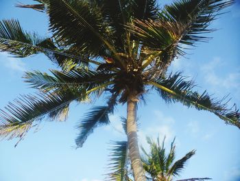 Low angle view of palm tree against sky